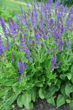 Wood sage Salvia nemorosa 'Mainacht' 5-10 pot P9 Salvia nemorosa 'Mainacht'