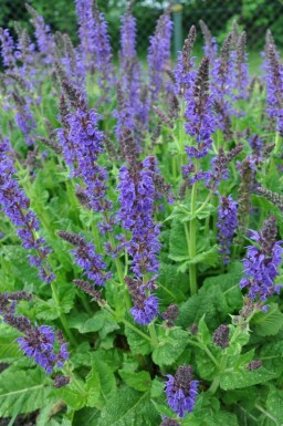 Wood sage Salvia nemorosa 'Mainacht' 5-10 pot P9 Salvia nemorosa 'Mainacht'
