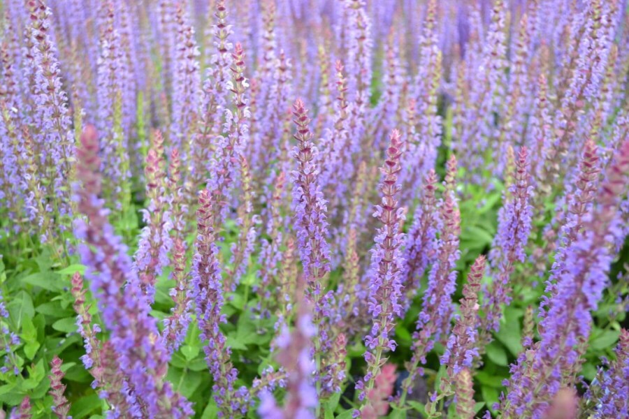 Balkan clary Salvia nemorosa 'Ostfriesland' 10-15 pot C2 Salvia nemorosa 'Ostfriesland'