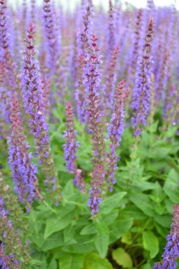 Balkan clary Salvia nemorosa 'Ostfriesland' 5-10 pot P9 Salvia nemorosa 'Ostfriesland'