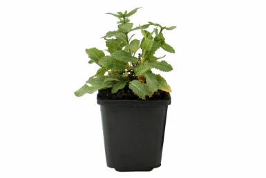 Balkan clary Salvia nemorosa 'Ostfriesland' 5-10 pot P9