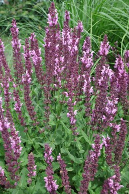 Balkan clary Salvia nemorosa 'Rose Queen' 5-10 pot P9 Salvia nemorosa 'Rose Queen'