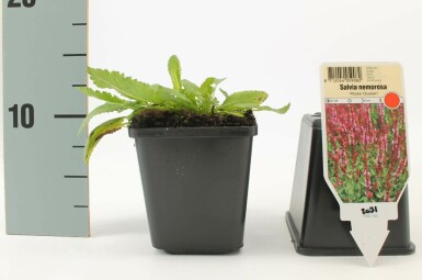 Balkan clary Salvia nemorosa 'Rose Queen' 5-10 pot P9