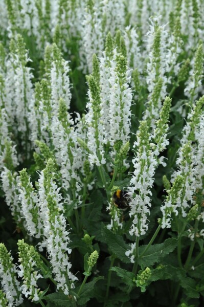 Balkan clary Salvia nemorosa 'Schneehugel' 5-10 pot P9 Salvia nemorosa 'Schneehugel'