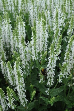 Balkan clary Salvia nemorosa 'Schneehugel' 5-10 pot P9 Salvia nemorosa 'Schneehugel'