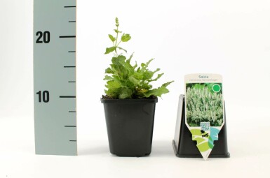 Balkan clary Salvia nemorosa 'Schneehugel' 5-10 pot P9