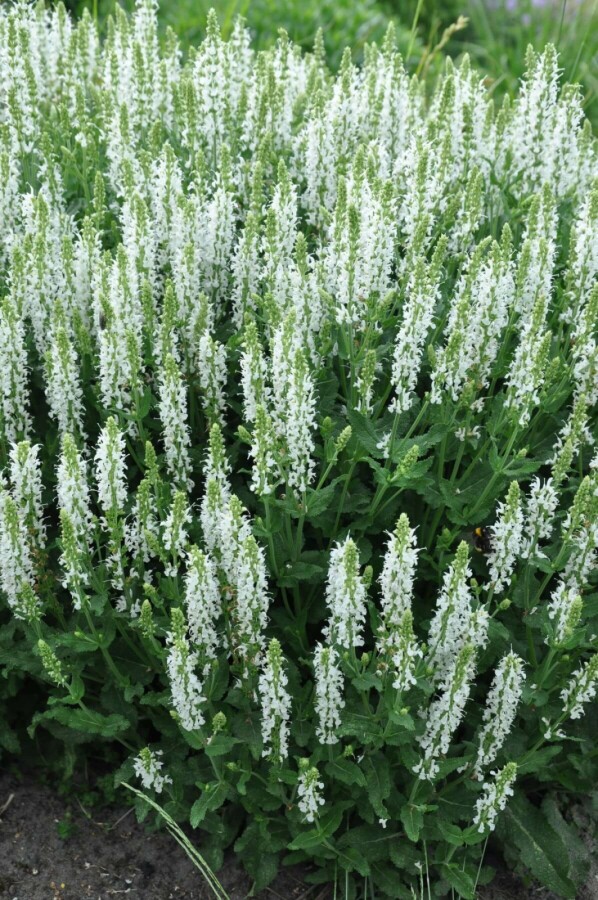 Balkan clary Salvia nemorosa 'Schneehugel' 5-10 pot P9 Salvia nemorosa 'Schneehugel'