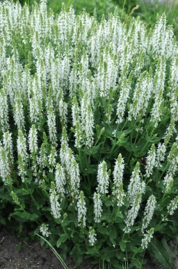 Balkan clary Salvia nemorosa 'Schneehugel' 5-10 pot P9 Salvia nemorosa 'Schneehugel'