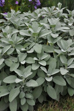 Common sage Salvia officinalis 'Berggarten' 5-10 pot P9