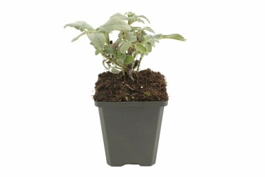 Common sage Salvia officinalis 'Berggarten' 5-10 pot P9