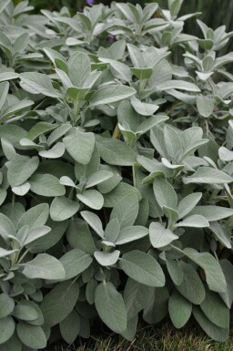 Common sage Salvia officinalis 'Berggarten' 5-10 pot P9