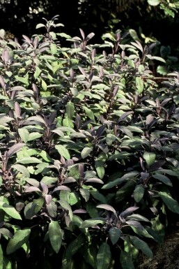 Common sage Salvia officinalis 'Purpurascens' 5-10 pot P9 Salvia officinalis 'Purpurascens'