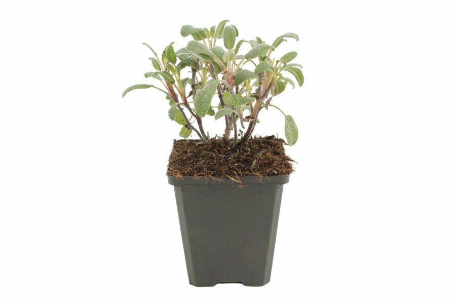 Common sage Salvia officinalis 'Purpurascens' 5-10 pot P9 Salvia officinalis 'Purpurascens'