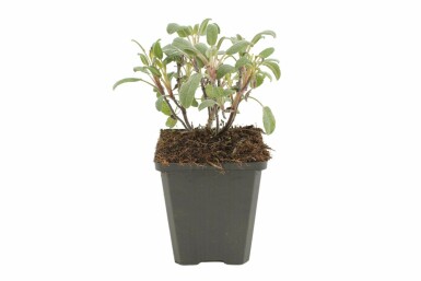 Common sage Salvia officinalis 'Purpurascens' 5-10 pot P9 Salvia officinalis 'Purpurascens'