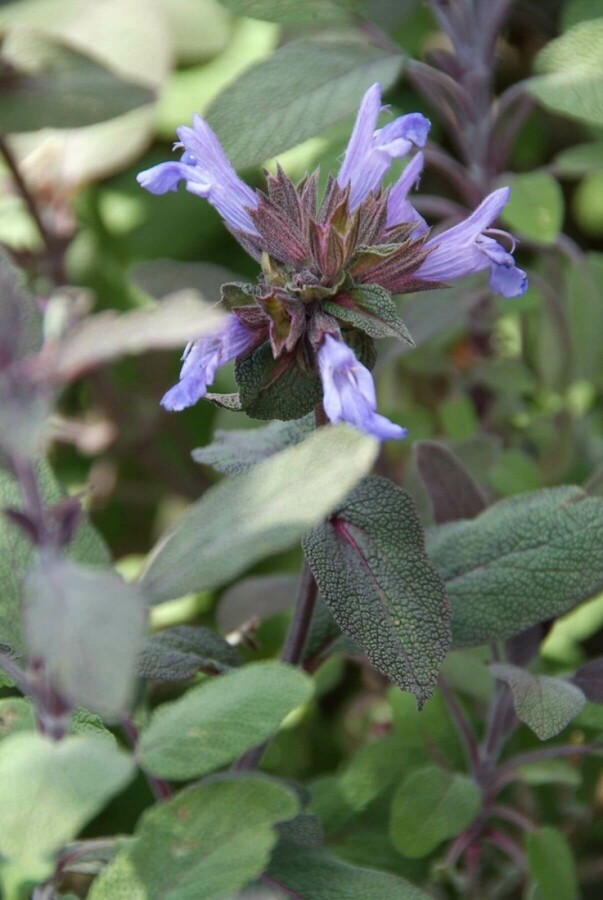 Common sage Salvia officinalis 'Purpurascens' 5-10 pot P9 Salvia officinalis 'Purpurascens'