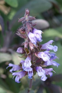 Common sage Salvia officinalis 'Purpurascens' 5-10 pot P9