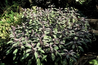 Common sage Salvia officinalis 'Purpurascens' 5-10 pot P9