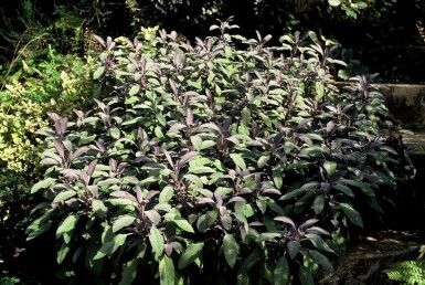 Common sage Salvia officinalis 'Purpurascens' 5-10 pot P9 Salvia officinalis 'Purpurascens'