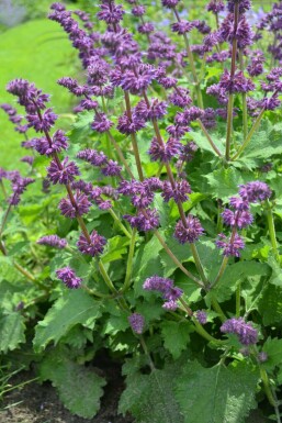 Whorled clary Salvia verticillata 'Purple Rain' 5-10 pot P9 Salvia verticillata 'Purple Rain'