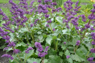 Whorled clary Salvia verticillata 'Purple Rain' 5-10 pot P9