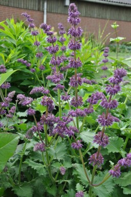 Whorled clary Salvia verticillata 'Purple Rain' 5-10 pot P9 Salvia verticillata 'Purple Rain'