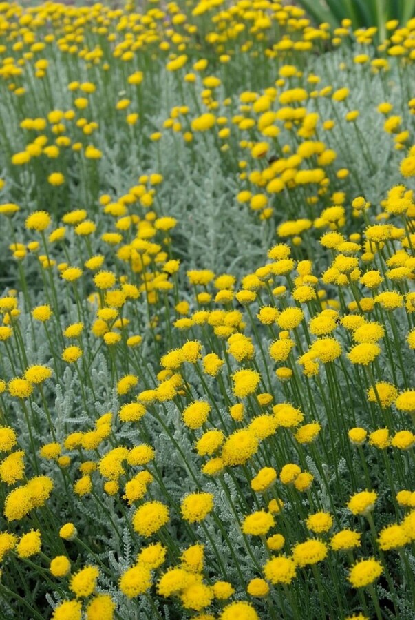 Lavender cotton Santolina chamaecyparissus 10-15 pot C2 Santolina chamaecyparissus