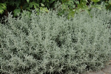 Lavender cotton Santolina chamaecyparissus 10-15 pot C2 Santolina chamaecyparissus