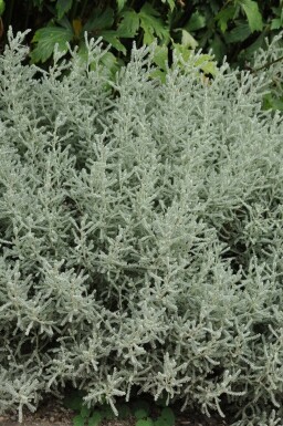 Lavender cotton Santolina chamaecyparissus 10-15 pot C2 Santolina chamaecyparissus