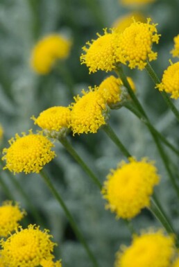 Lavender cotton Santolina chamaecyparissus 10-15 pot C2 Santolina chamaecyparissus