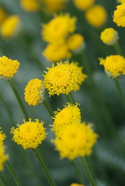 Lavender cotton Santolina chamaecyparissus 10-15 pot C2 Santolina chamaecyparissus