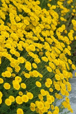 Lavender cotton Santolina chamaecyparissus 10-15 pot C2 Santolina chamaecyparissus