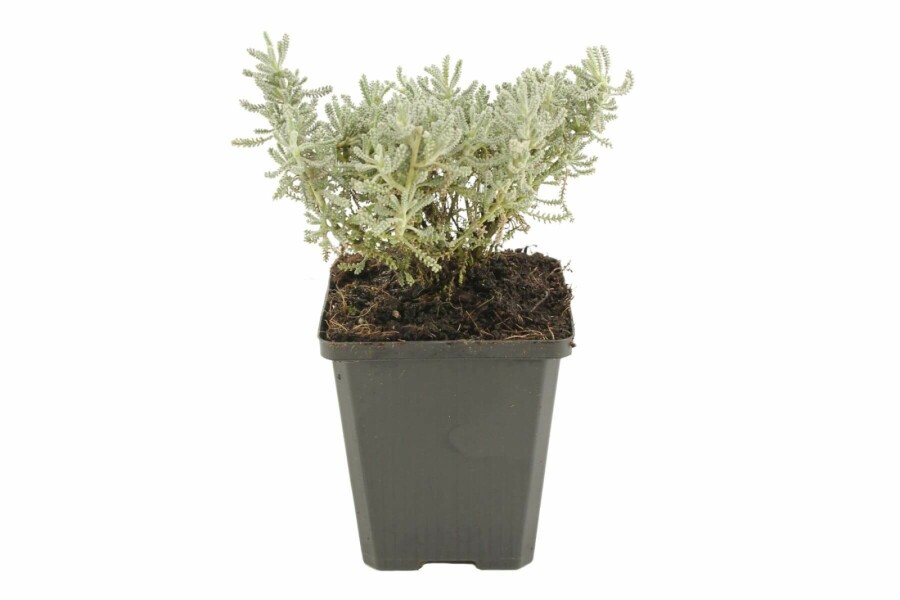 Lavender cotton Santolina chamaecyparissus 5-10 pot P9 Santolina chamaecyparissus