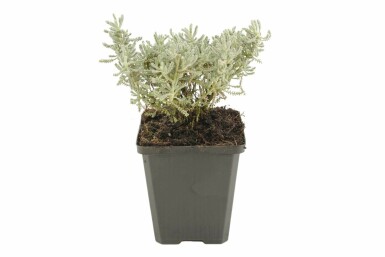 Lavender cotton Santolina chamaecyparissus 5-10 pot P9 Santolina chamaecyparissus