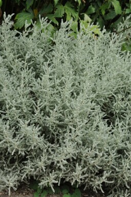 Lavender cotton Santolina chamaecyparissus 5-10 pot P9