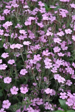 Tumbling Ted Saponaria ocymoides 5-10 pot P9