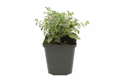 Tumbling Ted Saponaria ocymoides 5-10 pot P9 Saponaria ocymoides
