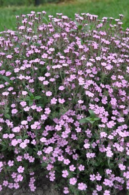 Tumbling Ted Saponaria ocymoides 5-10 pot P9