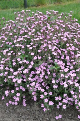 Tumbling Ted Saponaria ocymoides 5-10 pot P9