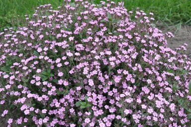 Tumbling Ted Saponaria ocymoides 5-10 pot P9