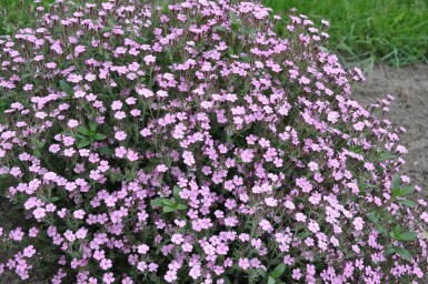 Tumbling Ted Saponaria ocymoides 5-10 pot P9