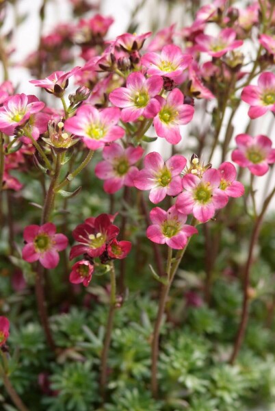 Saxifrage Saxifraga 'Peter Pan' 5-10 pot P9 Saxifraga 'Peter Pan'