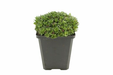 Saxifrage Saxifraga 'Peter Pan' 5-10 pot P9 Saxifraga 'Peter Pan'