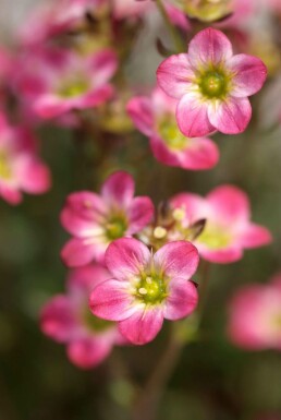 Saxifrage Saxifraga 'Peter Pan' 5-10 pot P9