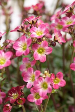 Saxifrage Saxifraga 'Peter Pan' 5-10 pot P9 Saxifraga 'Peter Pan'