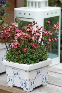 Saxifrage Saxifraga 'Peter Pan' 5-10 pot P9 Saxifraga 'Peter Pan'