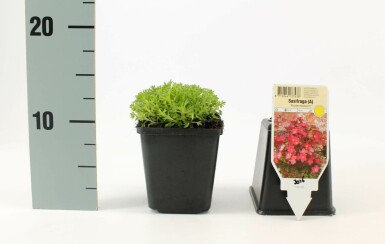 Garden mossy-saxifrage Saxifraga × arendsii 'Blütenteppich' 5-10 pot P9 Saxifraga × arendsii 'Blütenteppich'