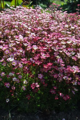 Garden mossy-saxifrage Saxifraga × arendsii 'Purpurteppich' 5-10 pot P9 Saxifraga × arendsii 'Purpurteppich'