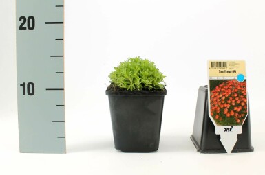 Garden mossy-saxifrage Saxifraga × arendsii 'Purpurteppich' 5-10 pot P9 Saxifraga × arendsii 'Purpurteppich'