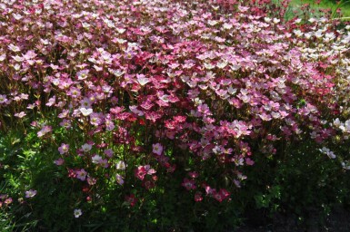 Garden mossy-saxifrage Saxifraga × arendsii 'Purpurteppich' 5-10 pot P9 Saxifraga × arendsii 'Purpurteppich'