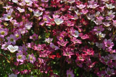 Garden mossy-saxifrage Saxifraga × arendsii 'Purpurteppich' 5-10 pot P9 Saxifraga × arendsii 'Purpurteppich'